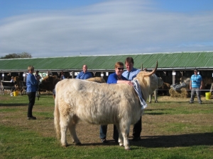 Highland cattle show Oamaru 2013