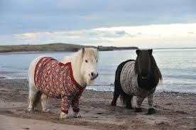 Highland ponies wearing sweaters