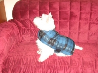 Westie with coat
