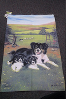 tt collie and pups