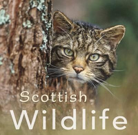 Scottish Wildlife