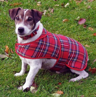Dog Coat Royal Stewart
