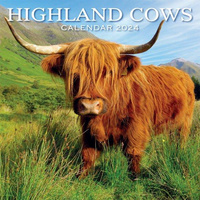 Highland Cows 2024
